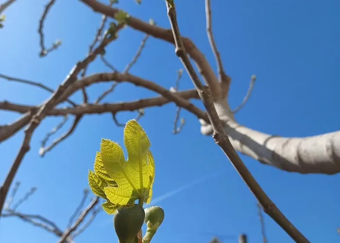 Апартаменты Le Figuier De Francesca